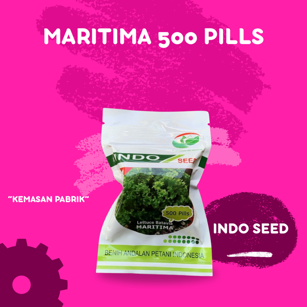 benih selada batavia maritima  indo seed enza zaden 500 Pils