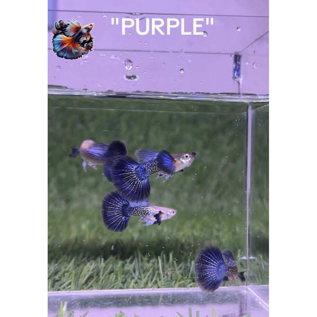 HIASAN AQUARIUM BURAYAK GUPPY PURPLE DRAGON DUMBO EAR ISI 5