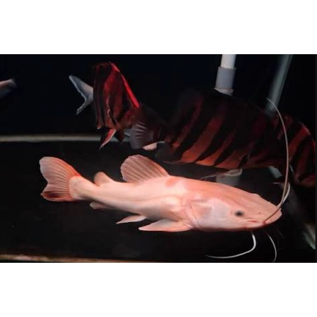 ikan hias RTC phantom 28cm harga per ekor