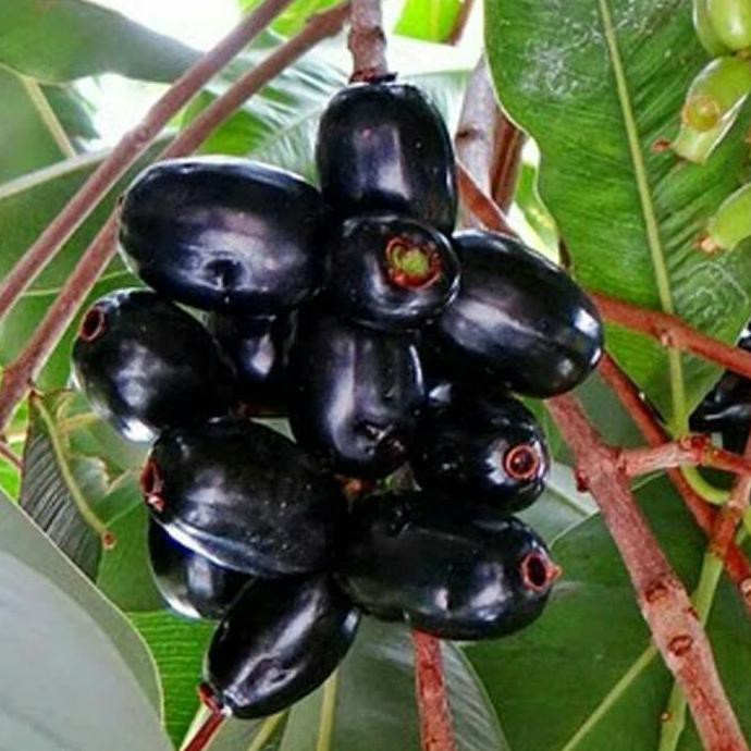 [Bonus pupuk] bibit juwet / jamblang hitam segar siap tanam