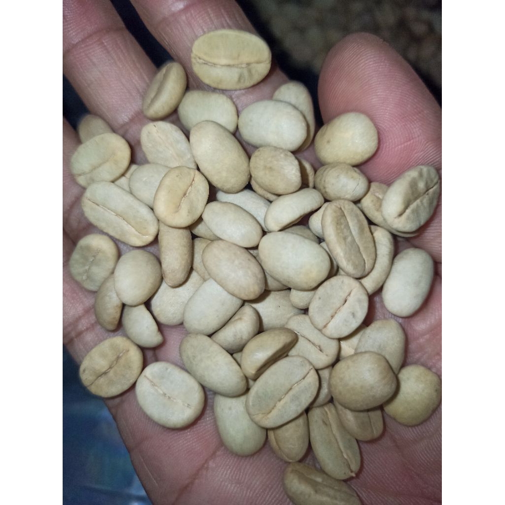 benih kopi arabika ateng super