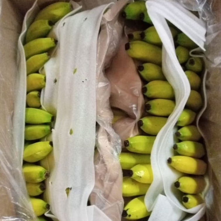 Pisang Sunpride bijian/gandengan 1 box 13kg