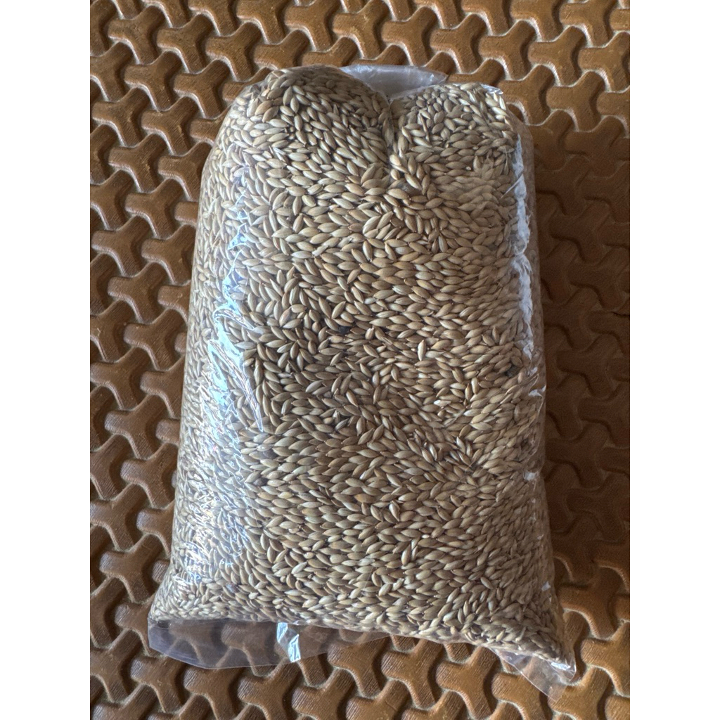 Canary seed