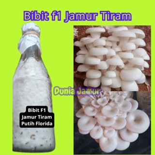 bibit f1 jamur tiram putih