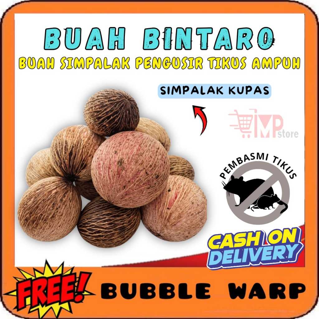 Buah simpalak Pengusir Tikus Sawah Buah Bintaro anti tikus di Rumah bukan racun tikus