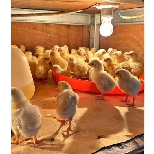 Doc Ayam Kampung Super / Doc Joper / Jowo super