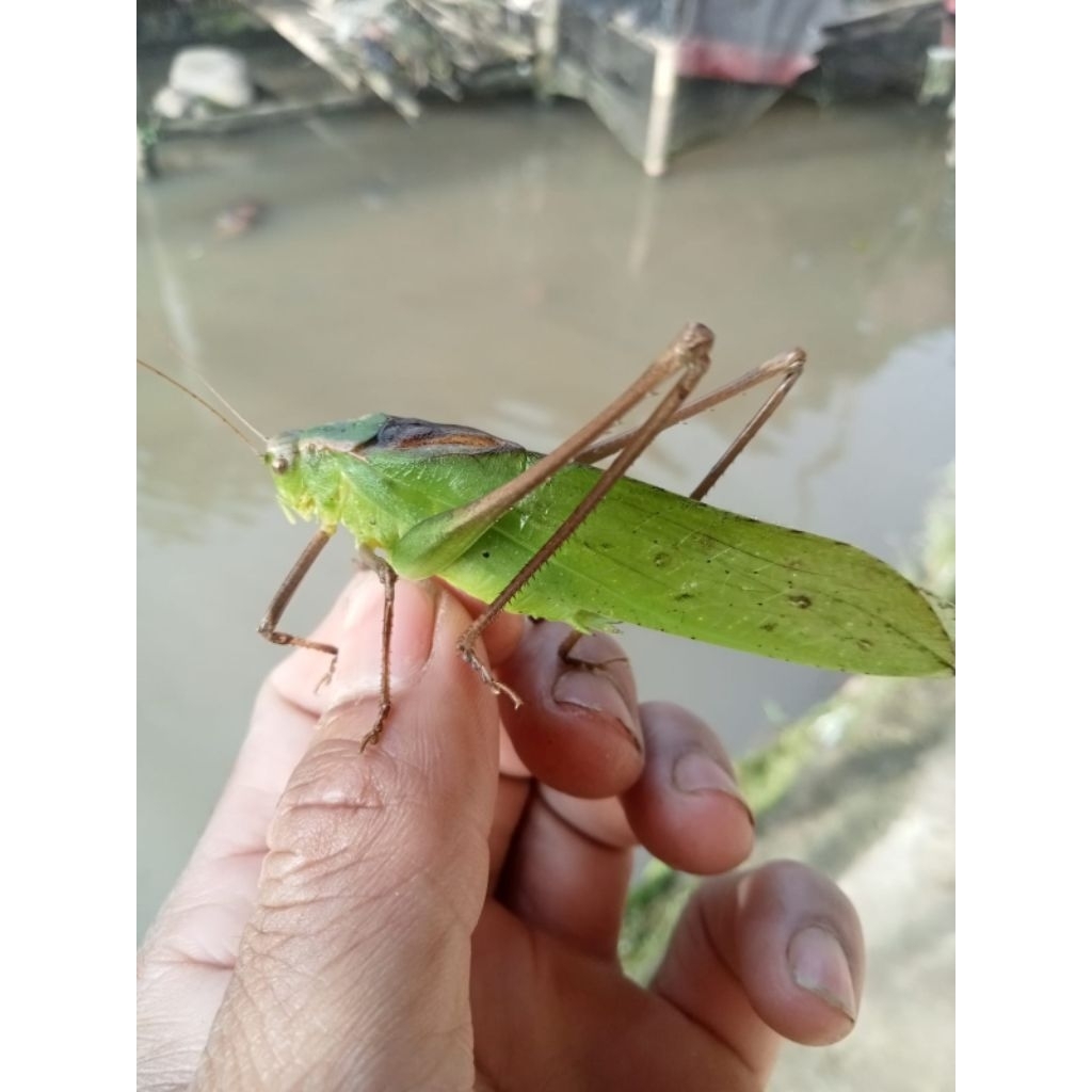 walang kerik atu walang kecek hijau