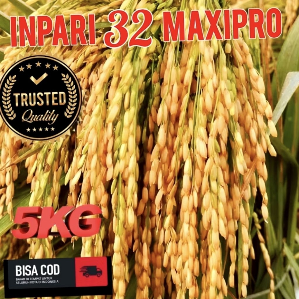 BENIH PADI SUPER INPARI 32 MAXIPRO 5KG