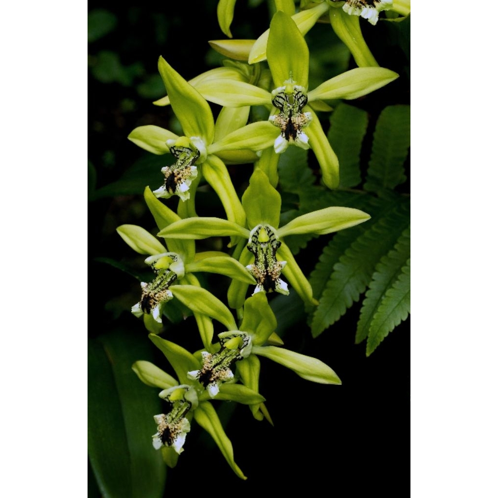 Anggrek Hitam Kalimantan