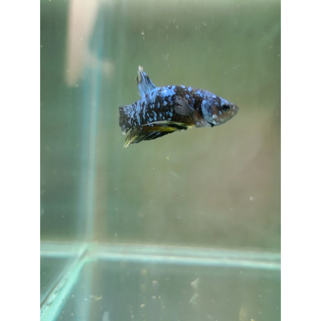 cupang avatar gordon