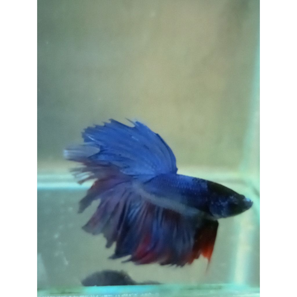 cupang Halfmoon