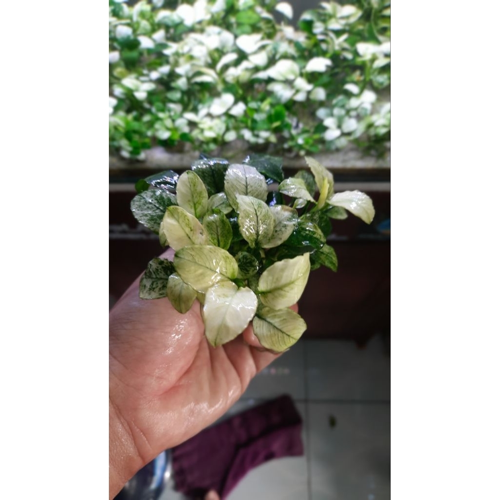 Anubias Pinto Indukan Clump