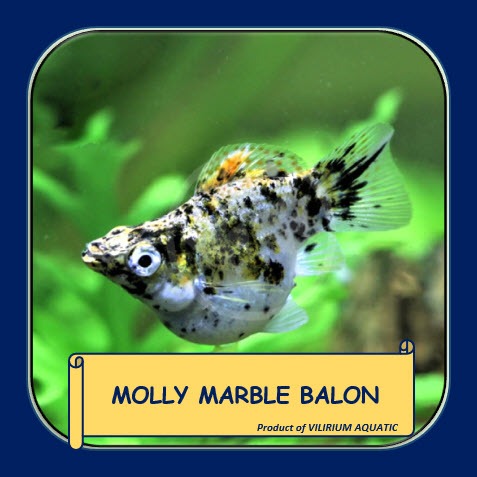 IKAN HIAS AIR TAWAR - MOLLY BALON MARBLE / MOLLY BALON DALMATIAN (IKAN HIAS AQUASCAPE)
