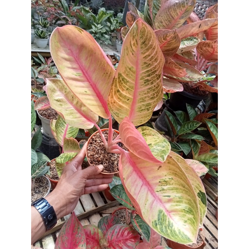 Aglaonema Goliath
