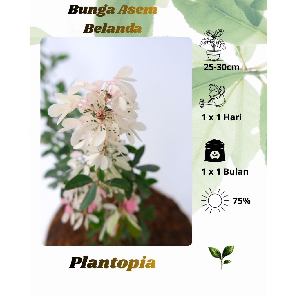 Tanaman Hias Bunga Asem Belanda - Asem Londo Bahan Baku Bonsai