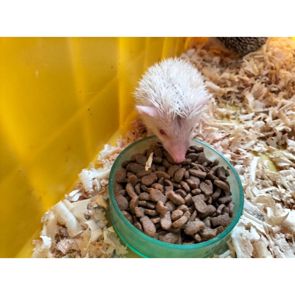 landak mini albino anakan ( khusus instan/sameday )