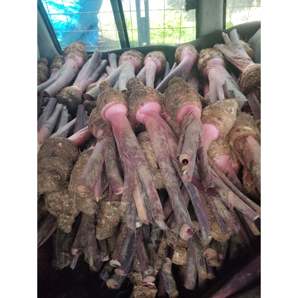 Talas Ungu bogor mentah