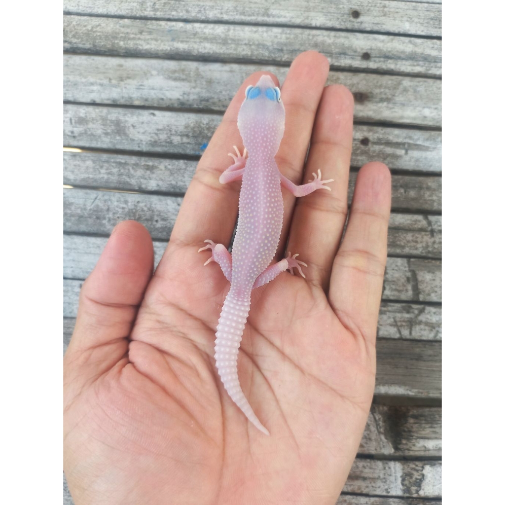 MAINAN GECKO MS BLIZZARD ECLIPSE JUVENILE SESUAI FOTO