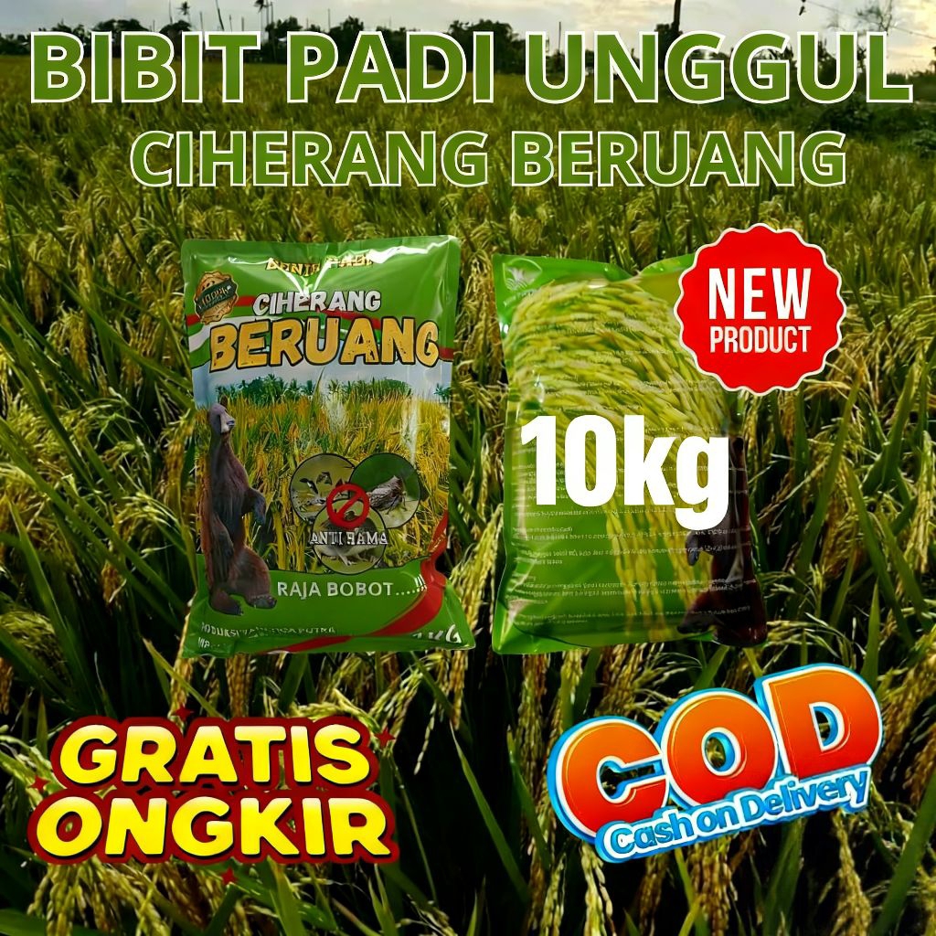 Benih Padi Unggul Ciherang Beruang.kemasan10kg