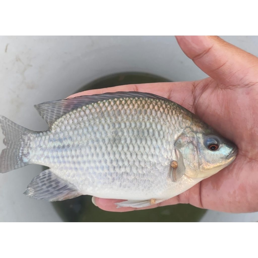 Larva Nila Nirwana4 1000 ekor berat 3750 gram