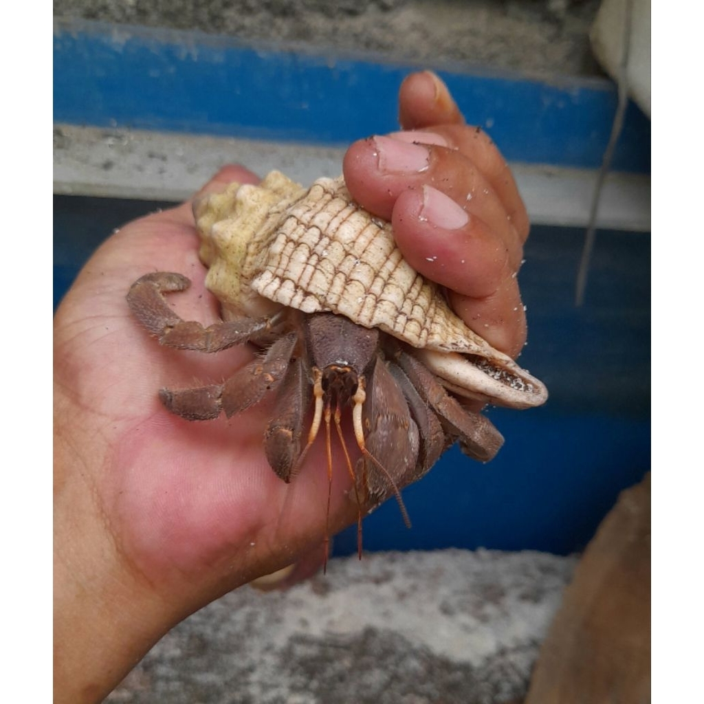 Cangkang XL mainan Kelomang Besar