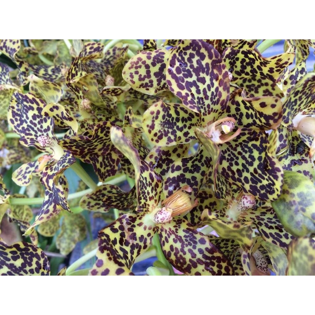 Grammatophyllum papuanum/Tebu Papua