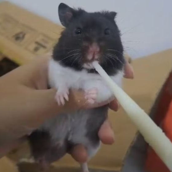 Hamster Syrian Panda Indukan (Grab/Gojek)