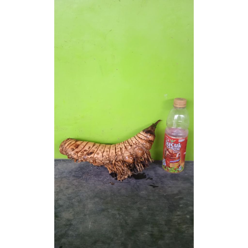 Bahan bonsai bambu kuning