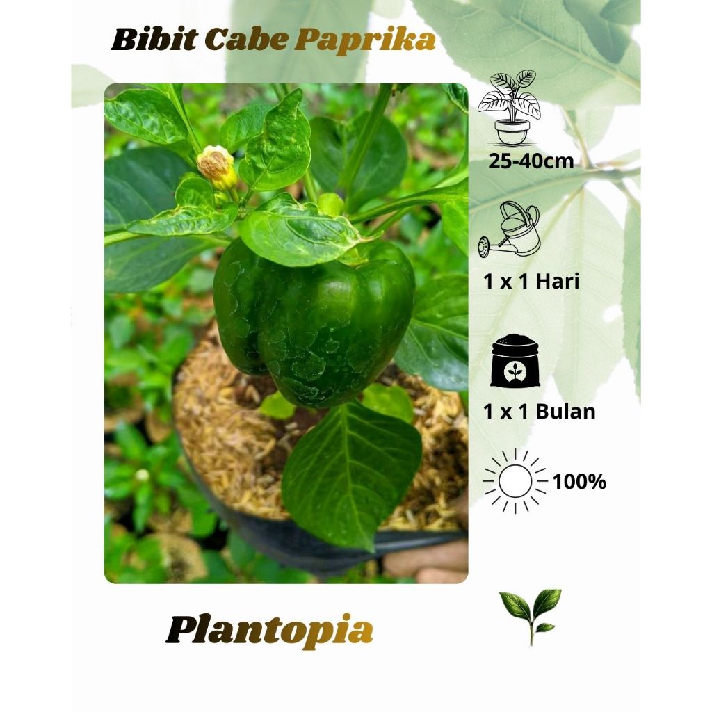 Bibit Tanaman Cabai Paprika (Bell Paper) - Tanaman Cabe Paprika