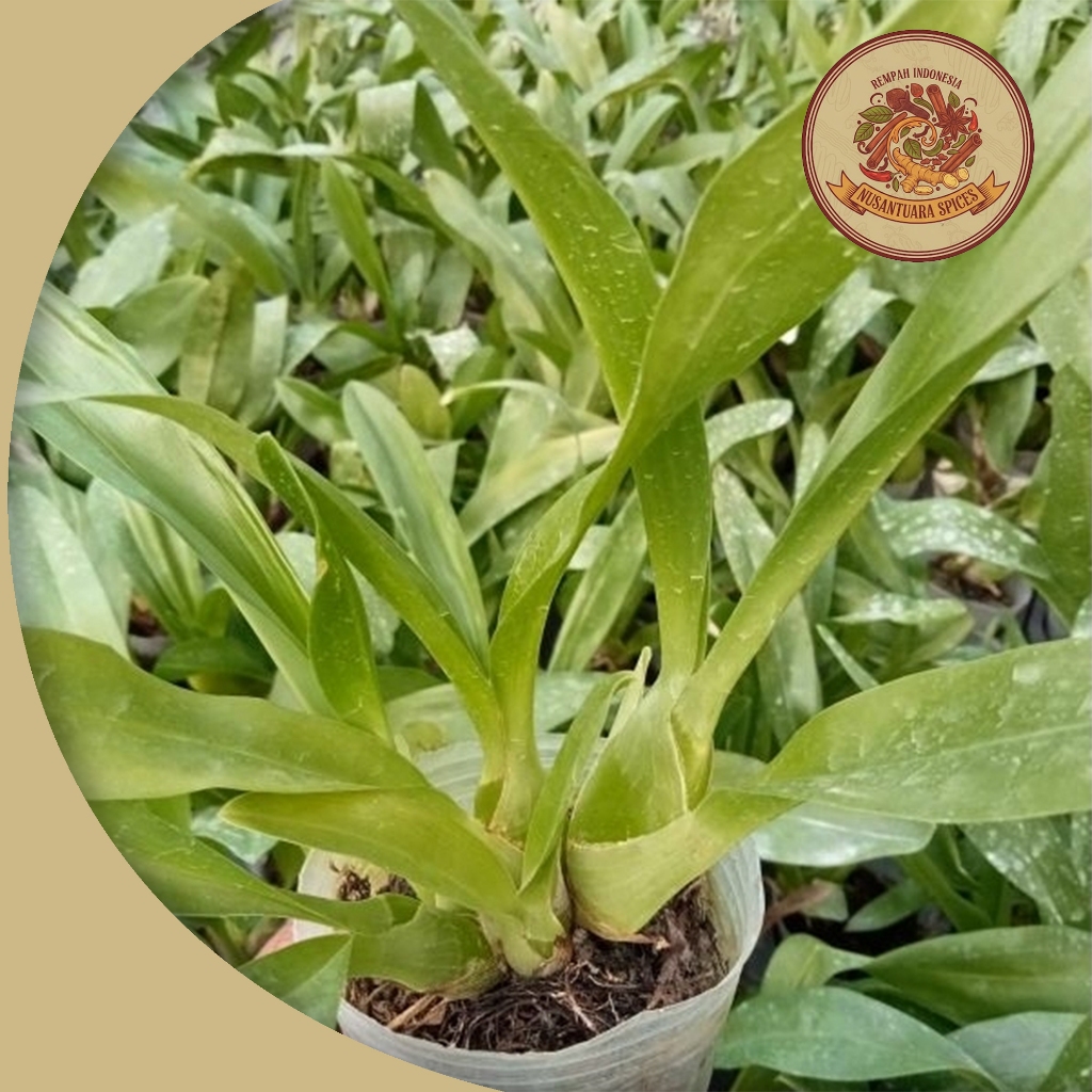 Paket 5 Anggrek Grammatophyllum Martae Seedling Dewasa