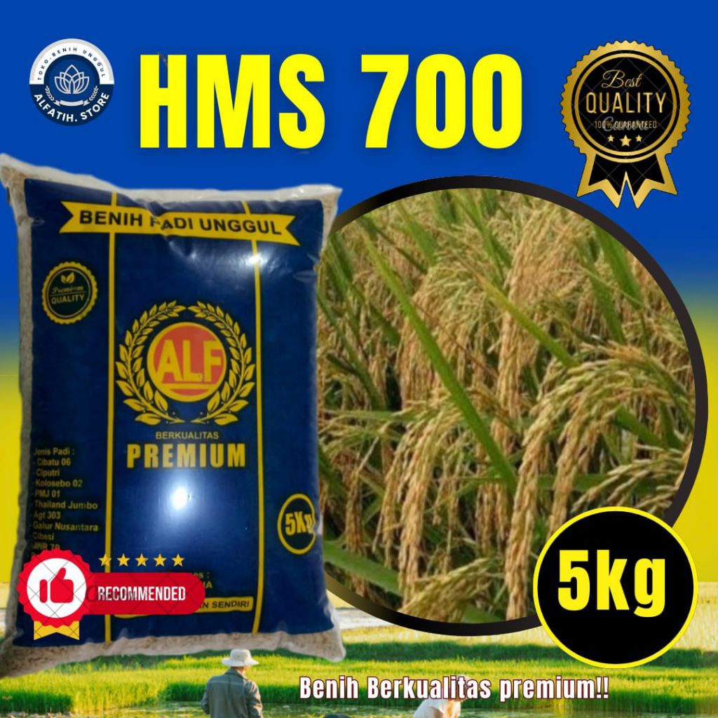 Benih padi unggul HMS700 bibit padi berkualitas kemasan 5KG