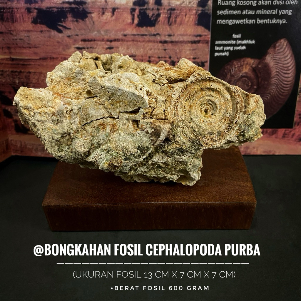 Bongkahan Fosil Cephalopoda Purba Natural C21 atau Fosil Molusca atau Fossil Amonite Temuan