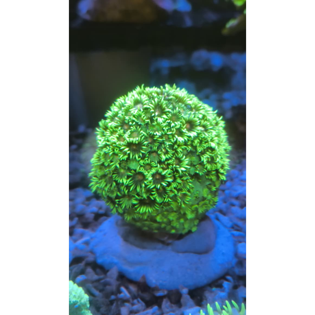 Genio / Gonio Makassar / Goniopora Hijau tip Merah