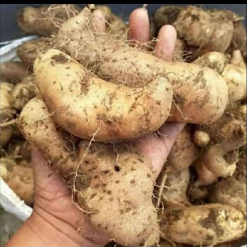 Gembili meduk empuk/polo Pendem gembili