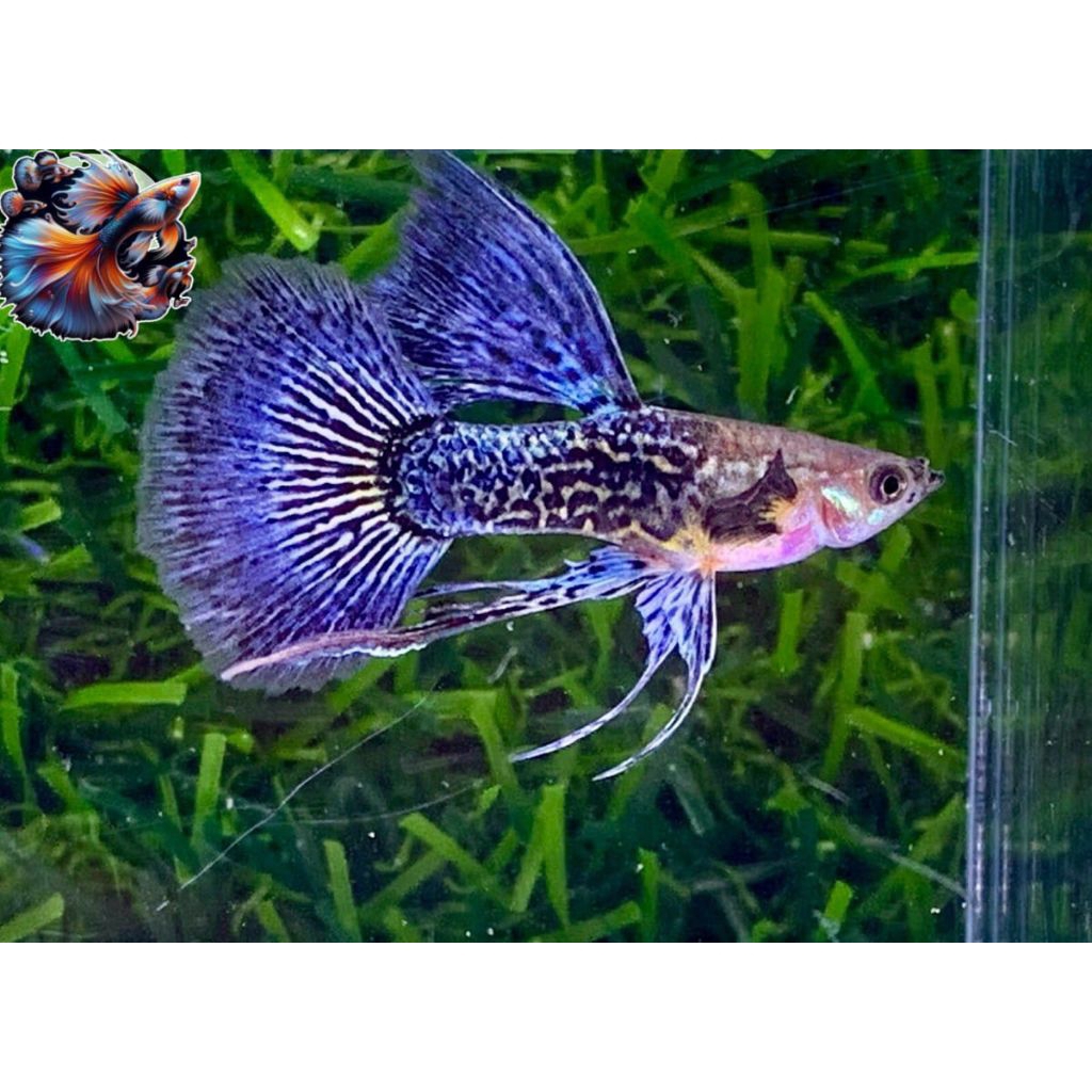 HIASAN AQUARIUM GUPPY BLUE DRAGON RIBBON