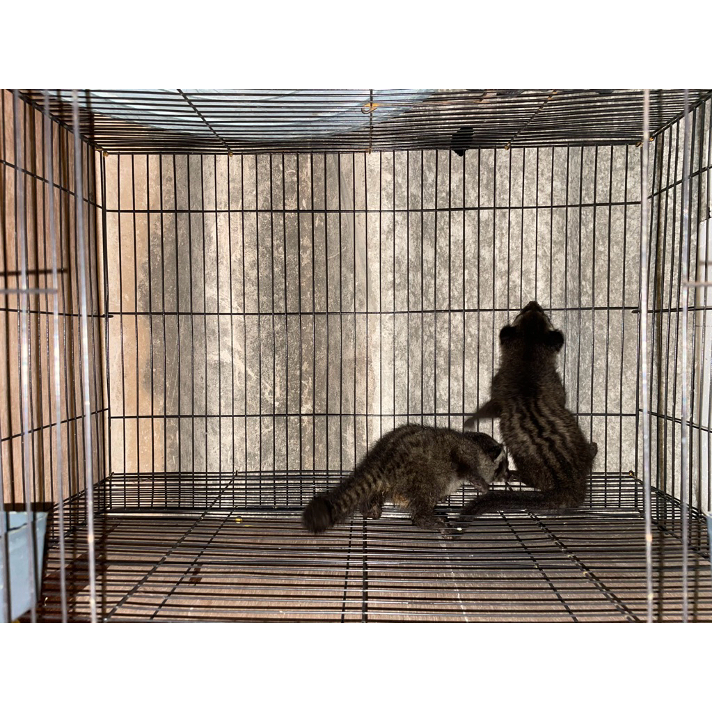 ANAK BABY BAYI MUSANG PANDAN MUSPAN