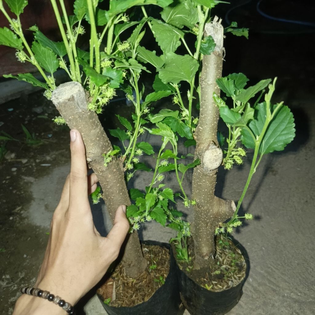 Murbei Batang Besar Tanaman Murbei Siap Tanam