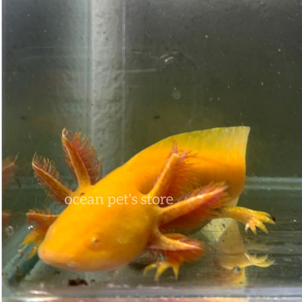 Axolotl Slamander Axolotl Golden Hewan peliharaan exotic