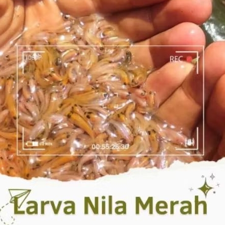 Larva Ikan Nila Merah Bangkok Isi 400 Ekor - Super Murah, Sehat, Aktif, Bibit Awal Budidaya