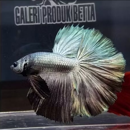 CUPANG HALFMOON COPPER