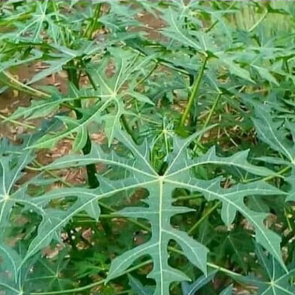 Jual bibit daun gedi / Bibit stek pohon gedi / Stek pohon Mustajab