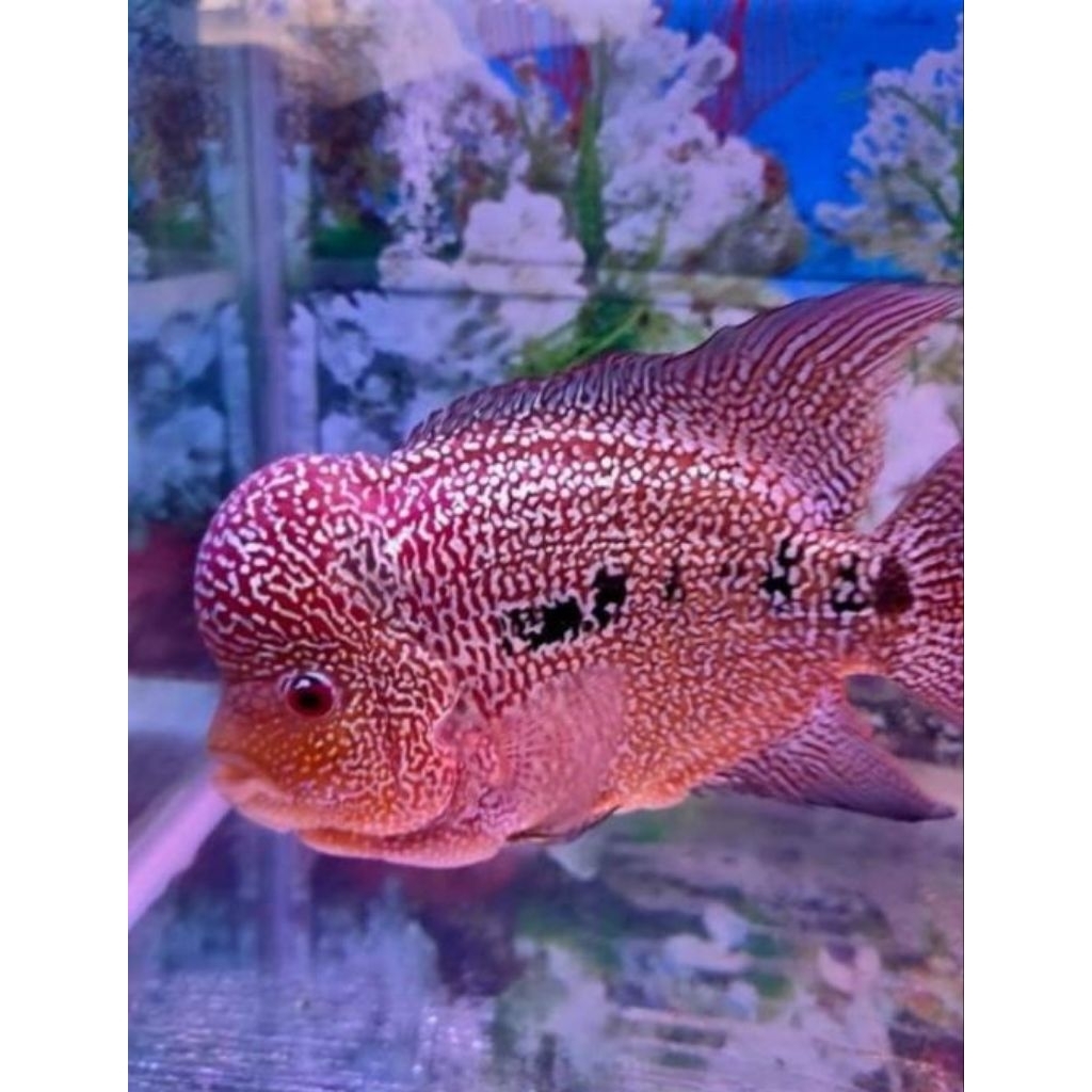 Kamfa F2 Thailand Super Red Louhan