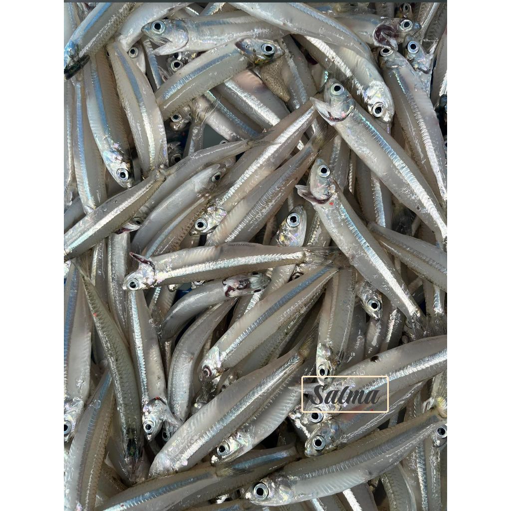 ikan teri galer segar Ikan teri gepeng best quality