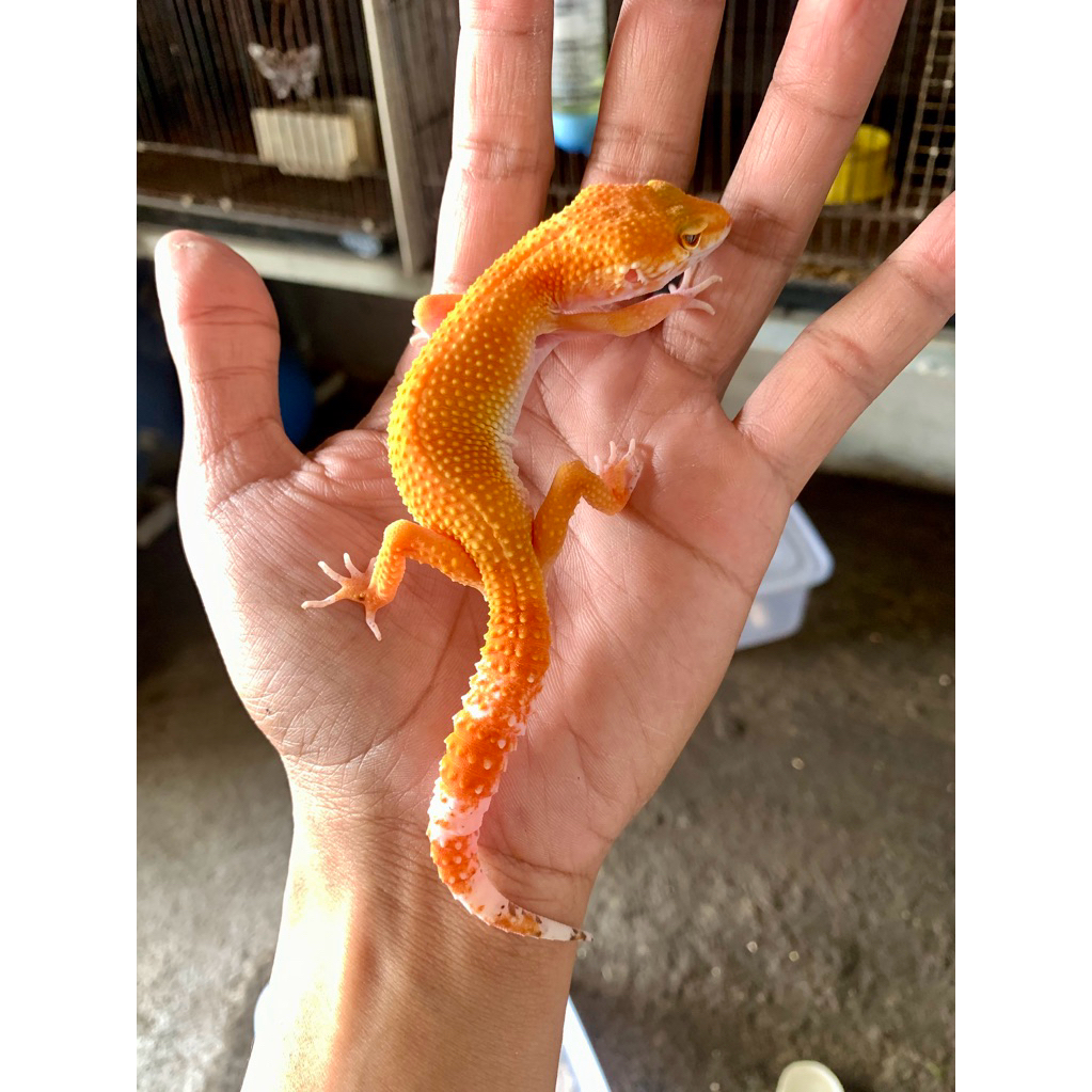 Hiasan Mainan Gecko Sunglow Tomato