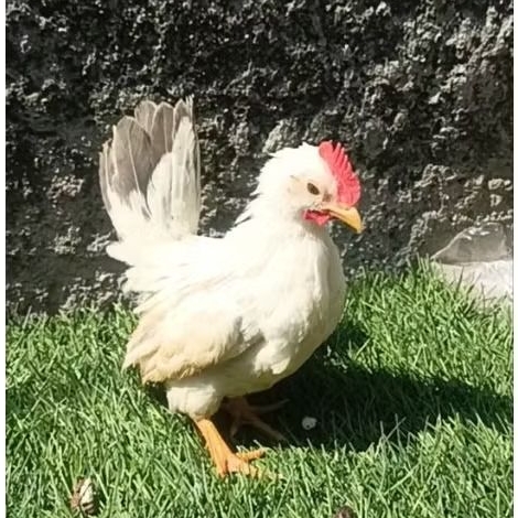 ayam kate chabo jantan anakan