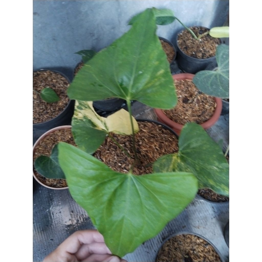 anthurium pteroductyl varigata daun besar