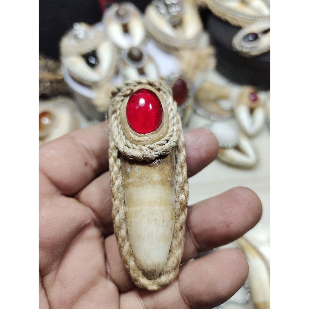 Taring Buaya Sodo Lanang Siem Merah Liontin  Jumbo Ngurak