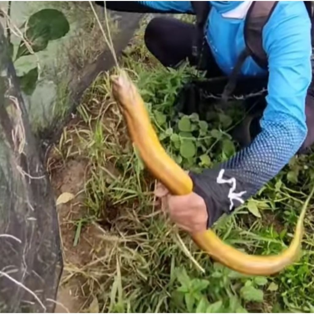 Kail Pancing belut/ureuk Belut leher Panjang