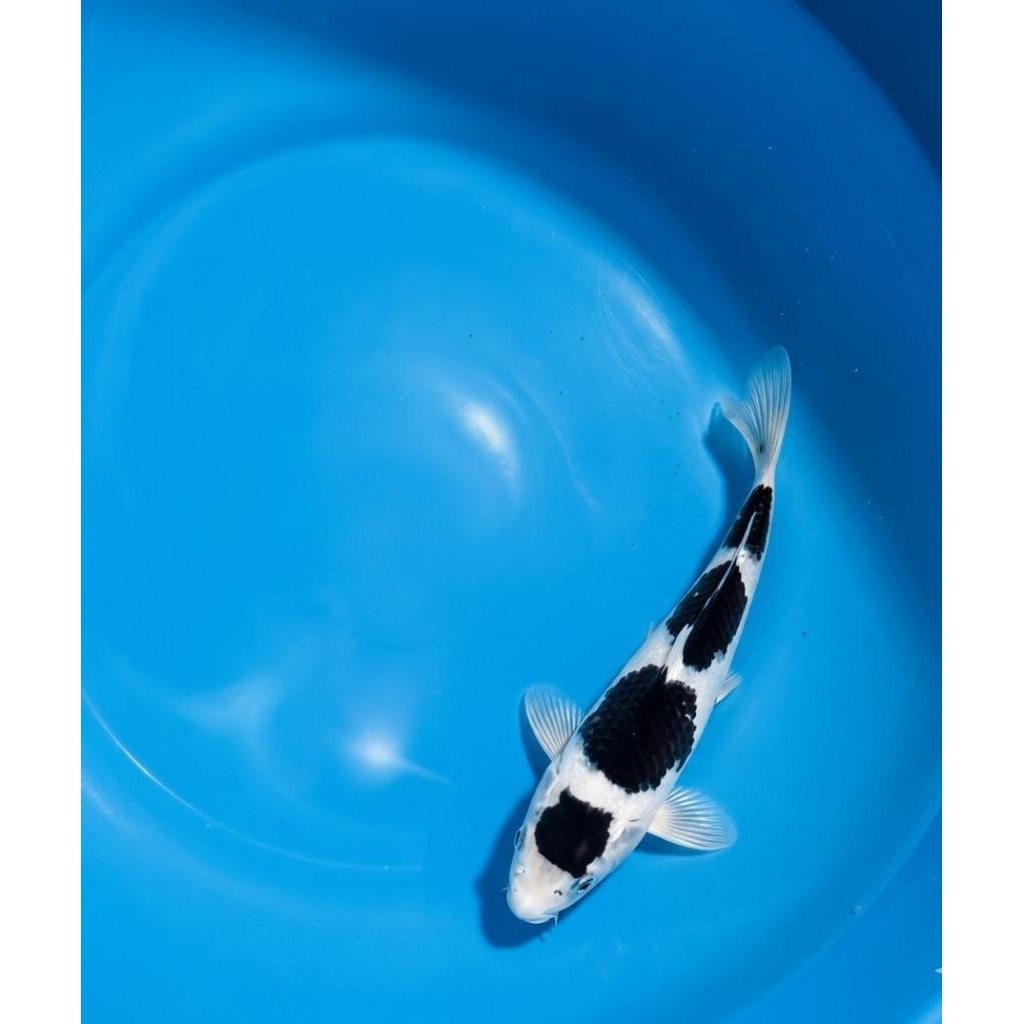 BUDHO GOROMO 20CM KOI BLITAR 4 STEP