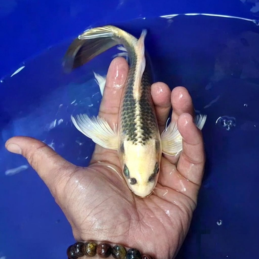 Ikan Koi Blitar Jenis Kumpay Slayer / Rumah Koi Jakarta / kode 006